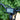 Bull Trail - EMOJO - Garage Cycles