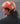 POC Ventral MIPS Road Bike Helmet - POC - Garage Cycles